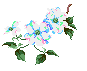 Dogwood, the North Carolina State Flower...